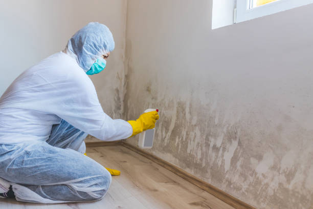 Licensed Mold Cleanup service in Bethesda, MD - WQB Mold Removal