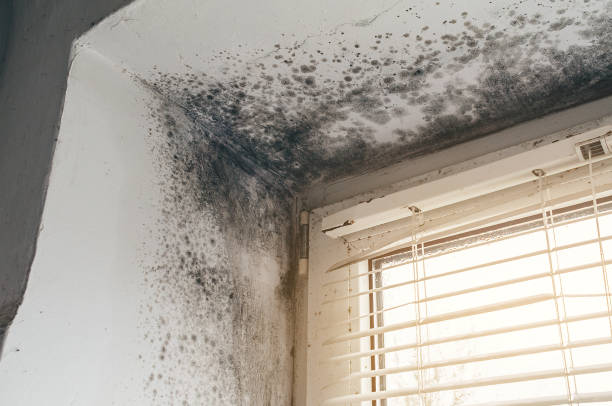 Affordable Mold Cleanup solutions in Bethesda, MD